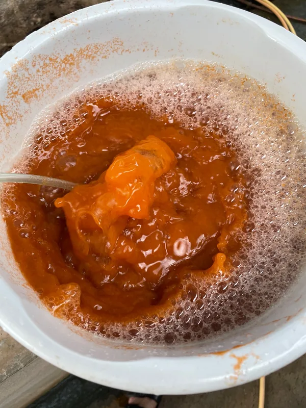 อาร์ทีเมียฟักเป็นตัวสีส้มในกะละมัง